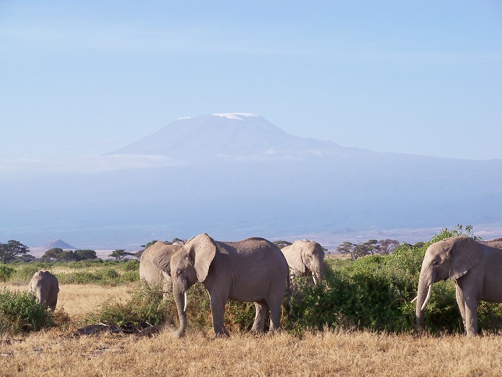 elephantsandkili.jpg