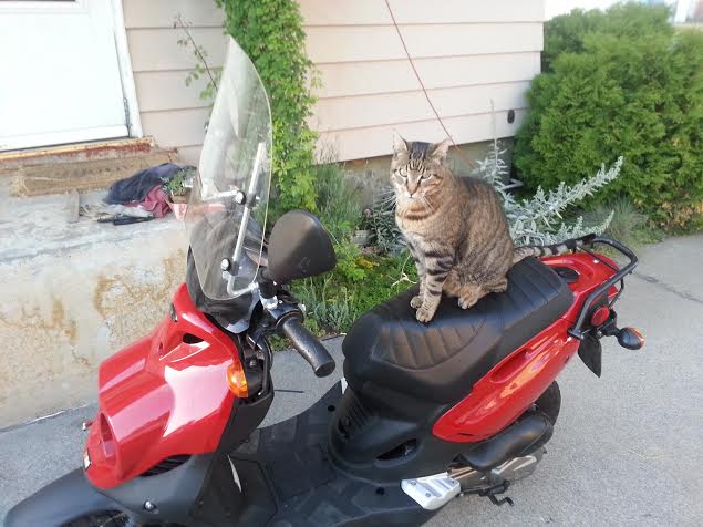 the cat wants a ride.
