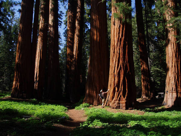 Sequoia National Park