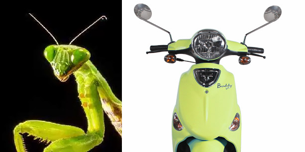 mantis.jpg