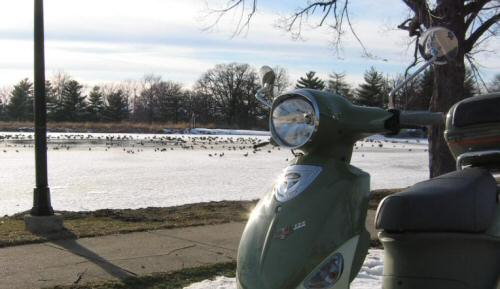 see the little bit of lake that's unfrozen?  they love this place