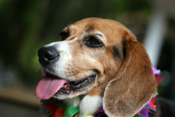 Allie the Wonder Beagle!