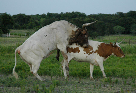 longhorn.jpg