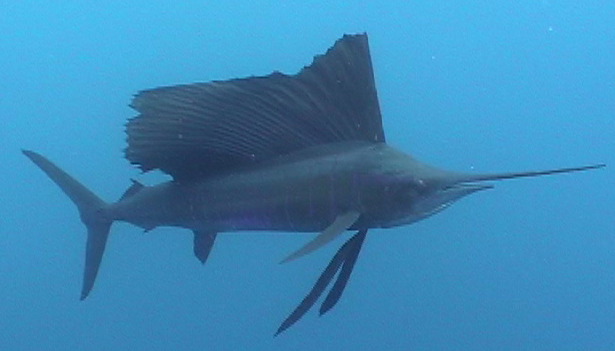 Sailfish.jpg