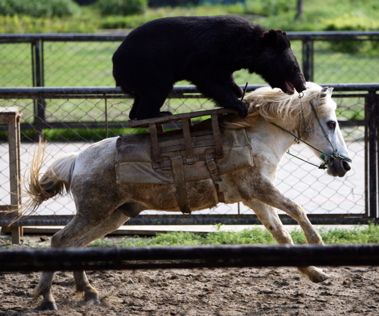 Bear Horse.jpg