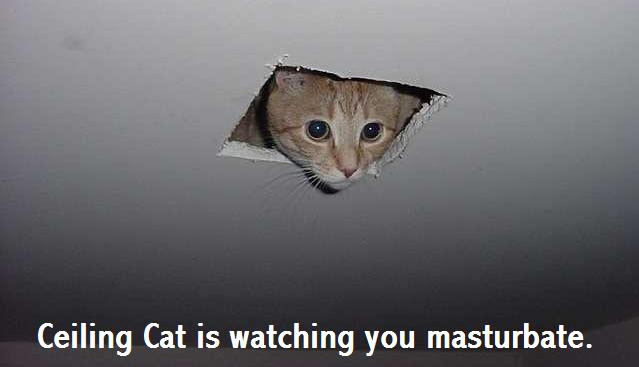 ceiling_cat.jpg