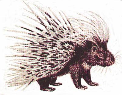 porcupine.jpg