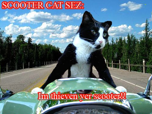 Familiar with the &amp;quot;Cat Sez&amp;quot; pics?!?!