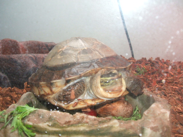 My Asian Box Turtle