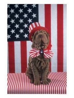 dog-american-flag-748655.jpg