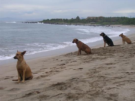 dogsonthebeach.jpg