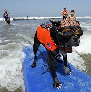 dogsurfing.jpg