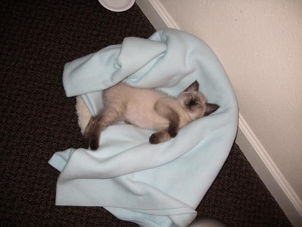 this was the night i had moved him into my apartment after staying at my parent's house, he ran around all day and was finally knocked out after exploring the new place
