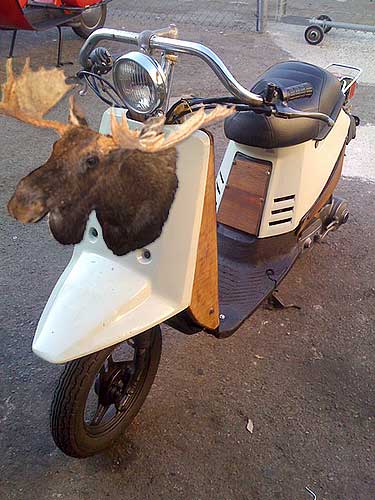 mooseScooter.jpg