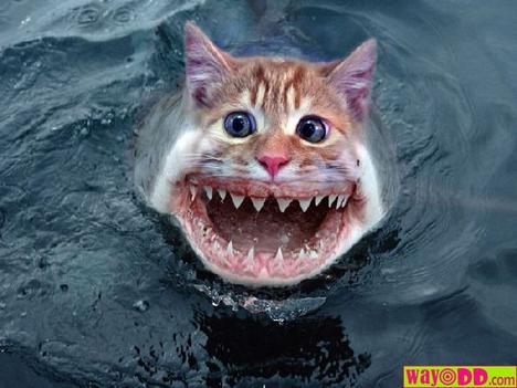 funny%20cat%20shark.jpg