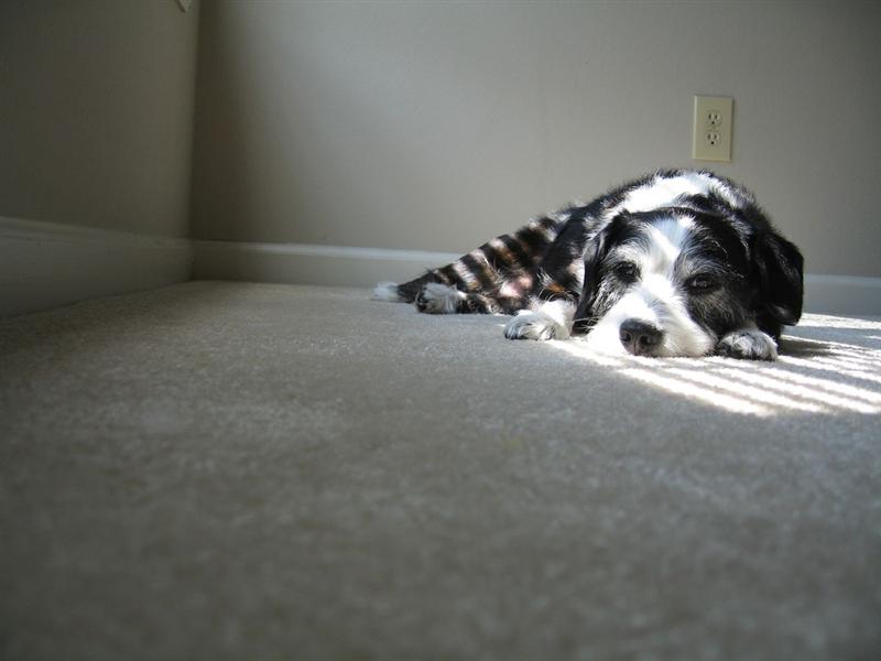 pretzels napping in sun (Medium).jpg