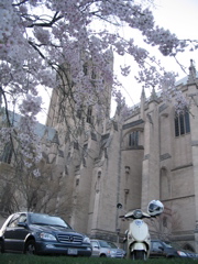 Here is my little 125 scoot, completely unmodified, in front of the National Cathedral in DC. I am considering sponge painting it with gold paint (Cream and gold is my favorite color combo), but we'll see.