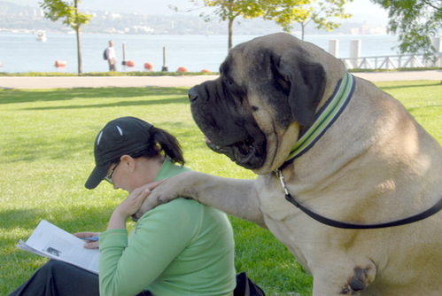 giant_mastiff1279306865.jpg