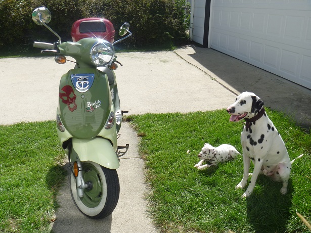 dalmatians scooter.jpg