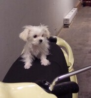 scootpuppy_1.JPG