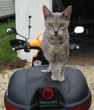 Who needs a Xena when you got a Weena!<br />Weena, our scooter guard kitty.
