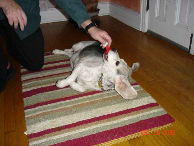 Winston-Xmas3.jpg