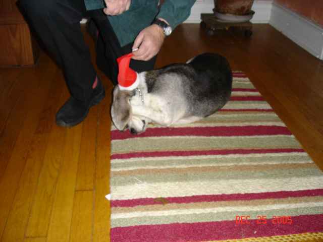 Winston-Xmas2.jpg