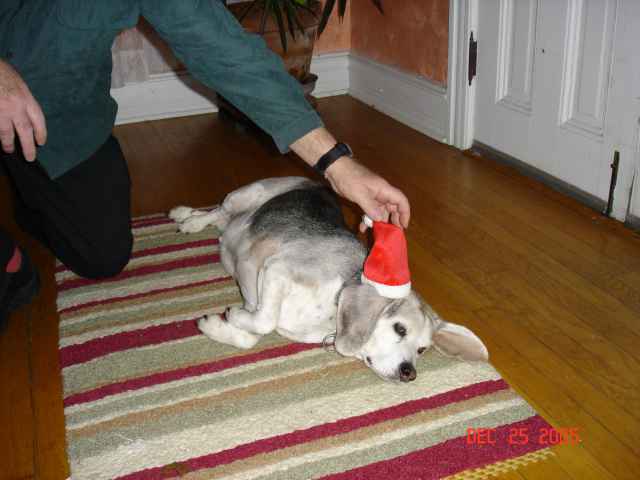 Winston-Xmas1.jpg