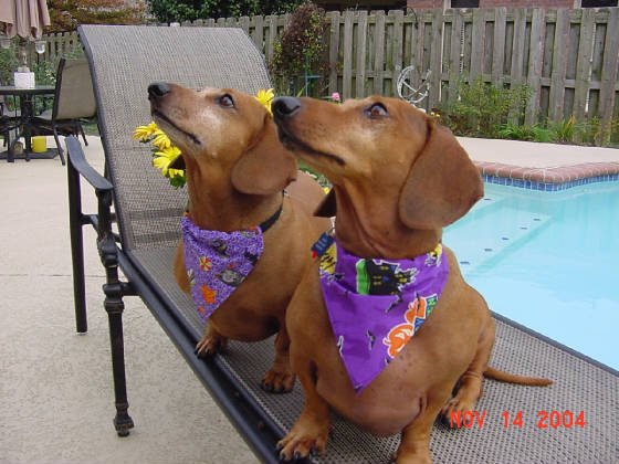 the_babies_jpg_w560h420.jpg