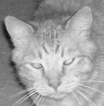 Orange cat that lives outside