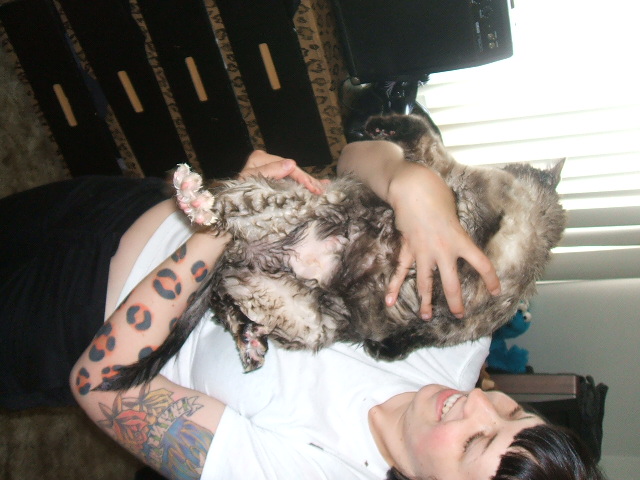 Wet cat