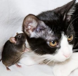 fearless_mouse.jpg