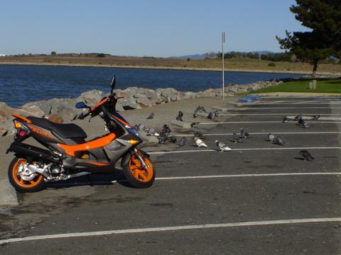 Birds were Everywhere.