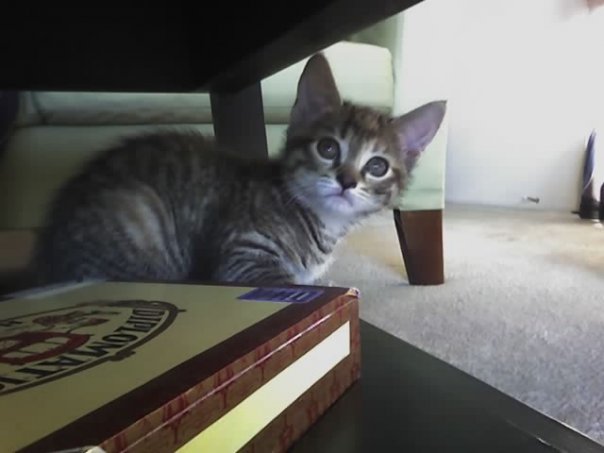 She's not much bigger than that cigar box.