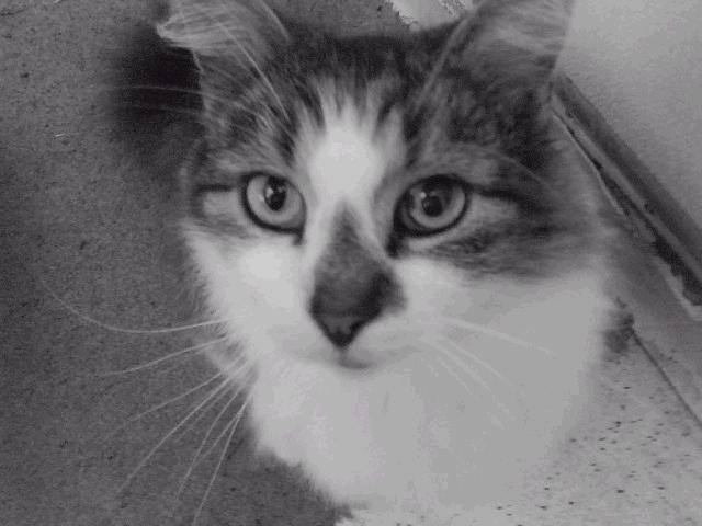Kashmir the Beautiful...except when she brings me baby rabbit treats.