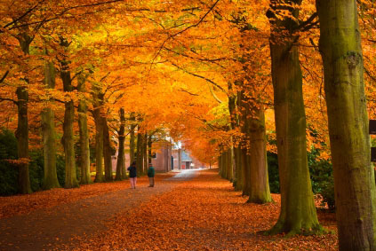 090922-fall-leaves-02.jpg