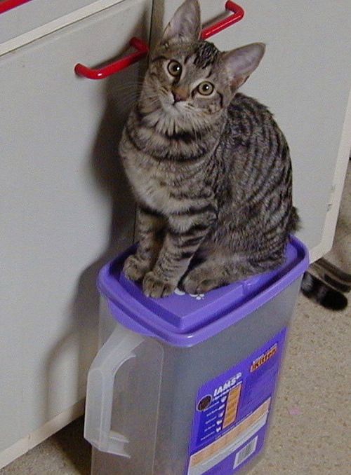 My Buddy, Vespa.