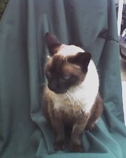 cat fur.jpg